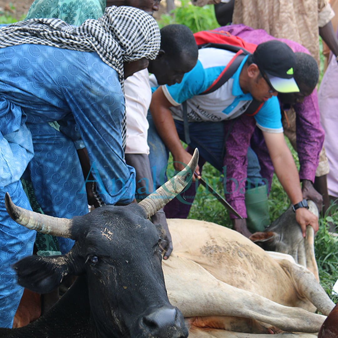 BERBAKI 6 BAHAGIAN LEMBU UNTUK ANDA - Amal Qurban